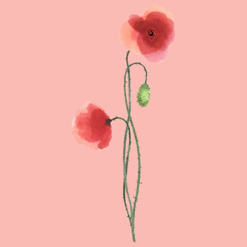Flower: red poppy