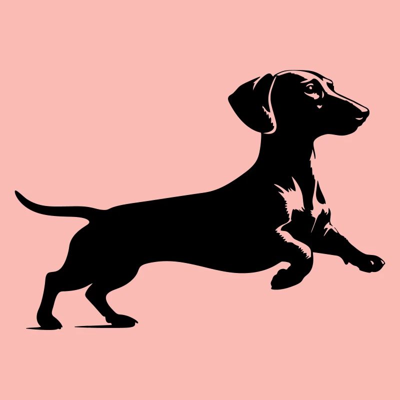 Dachshund