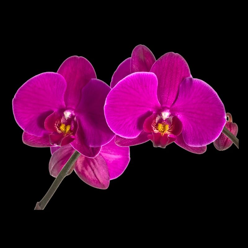 Phalaenopsis