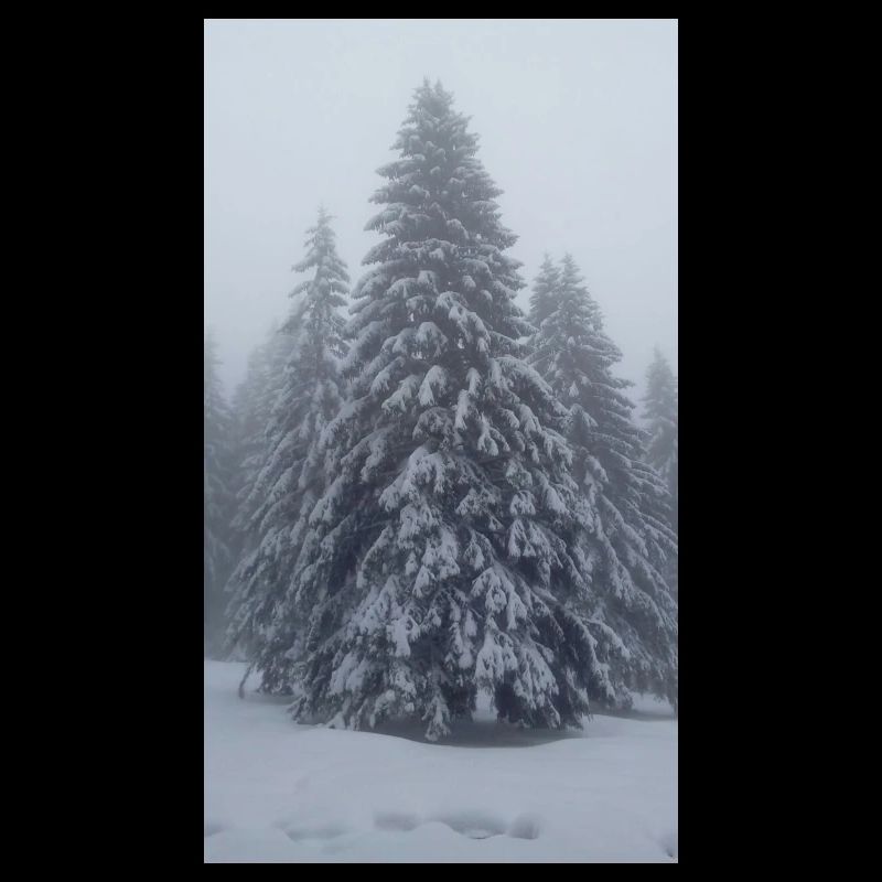 Fir tree in the snow