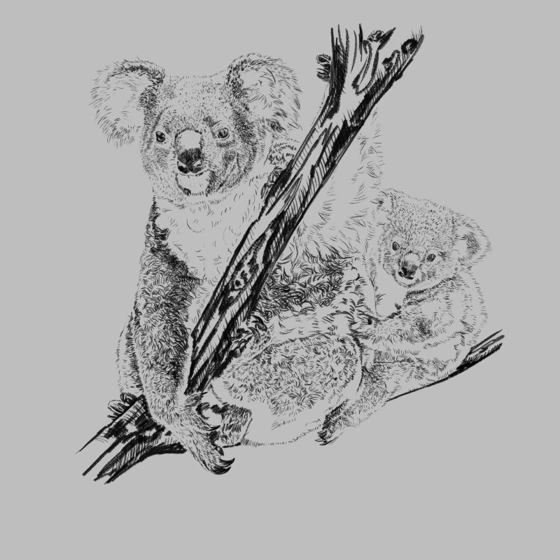 koala bear