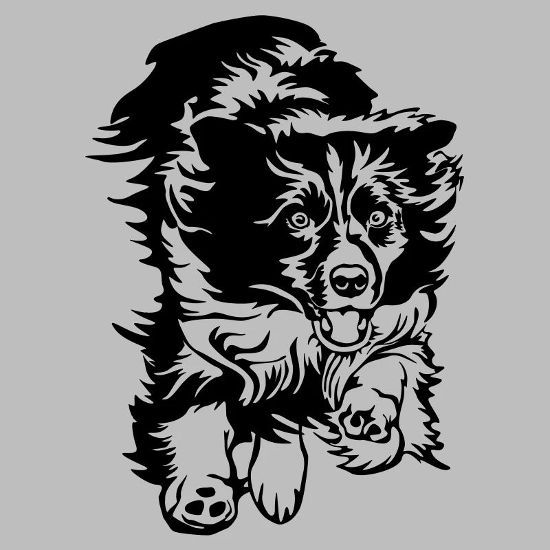 Border Collie