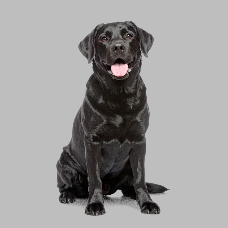 Black Labrador – Loyal, Lovable & Charming