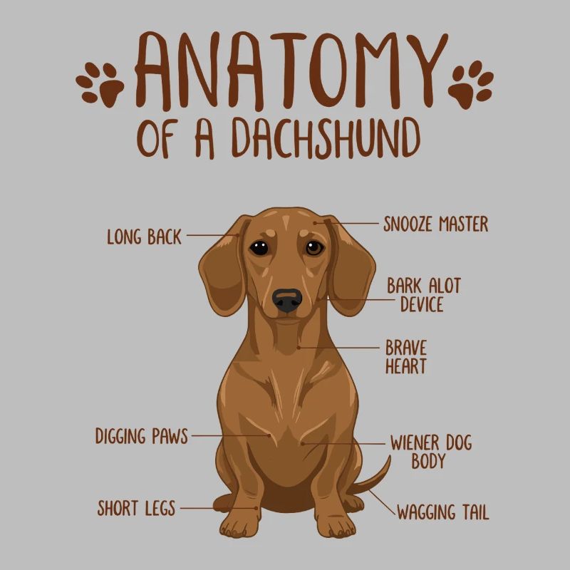 Anatomie d’un teckel