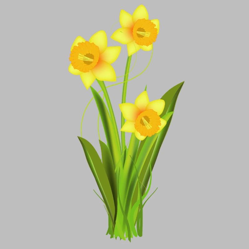 Glowing daffodils – spring flowers