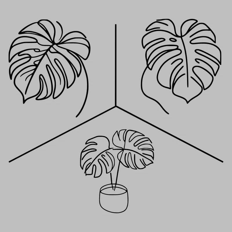 Conception Monstera