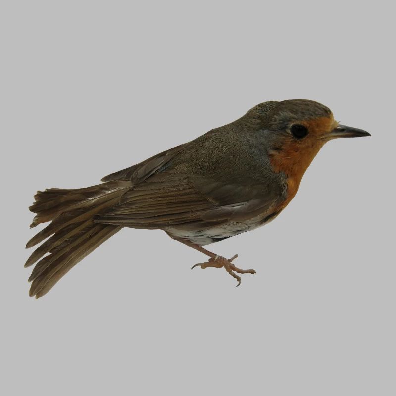 Robin