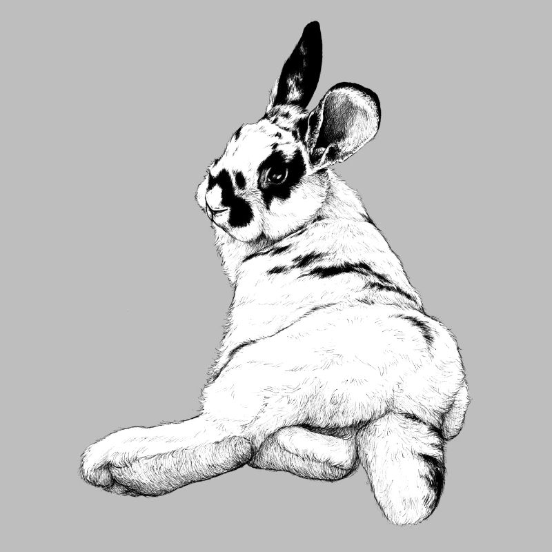 cute rabbit