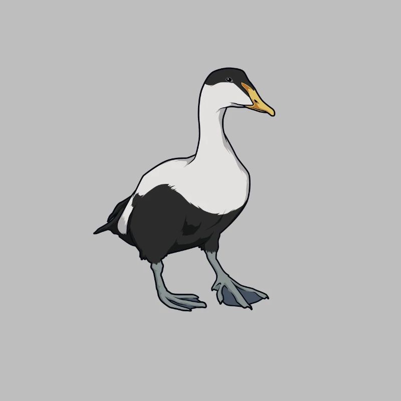 Dessin d’un eider