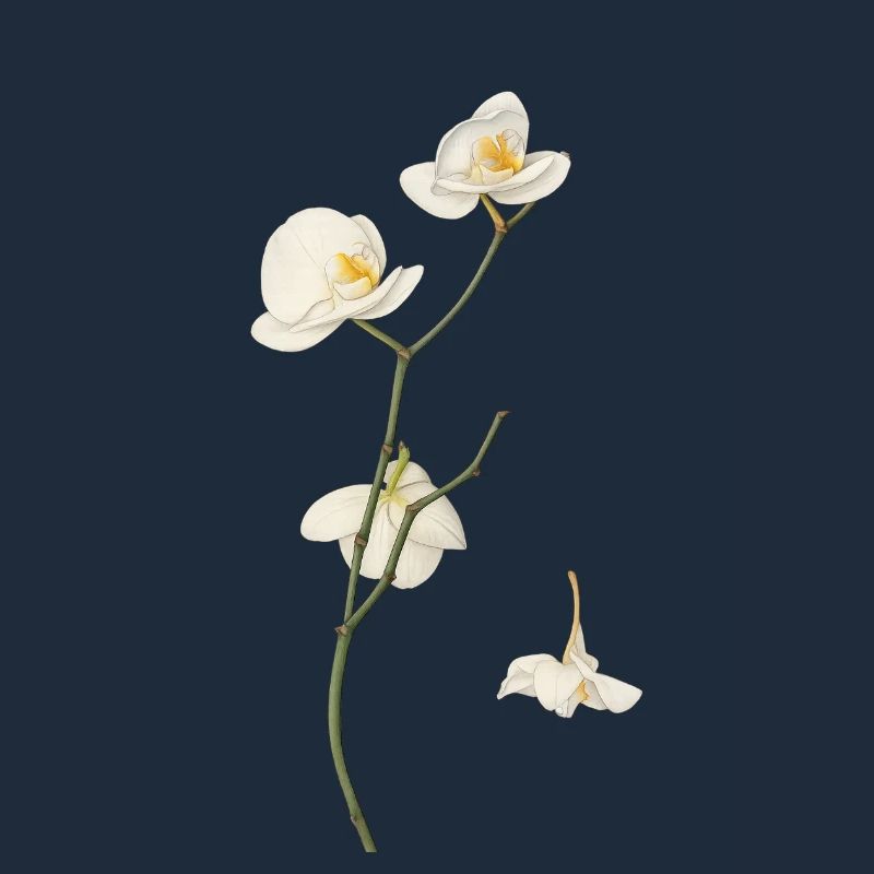 Élégante fleur d’orchidée blanche