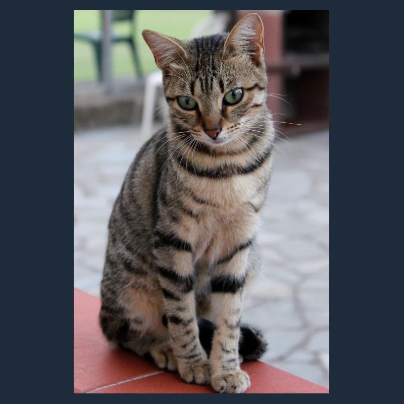 cat, kitten