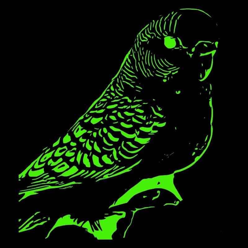 Budgerigar
