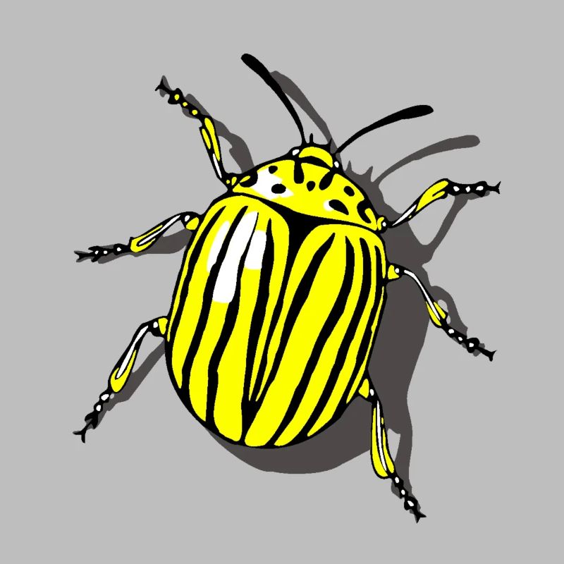 Potato beetle