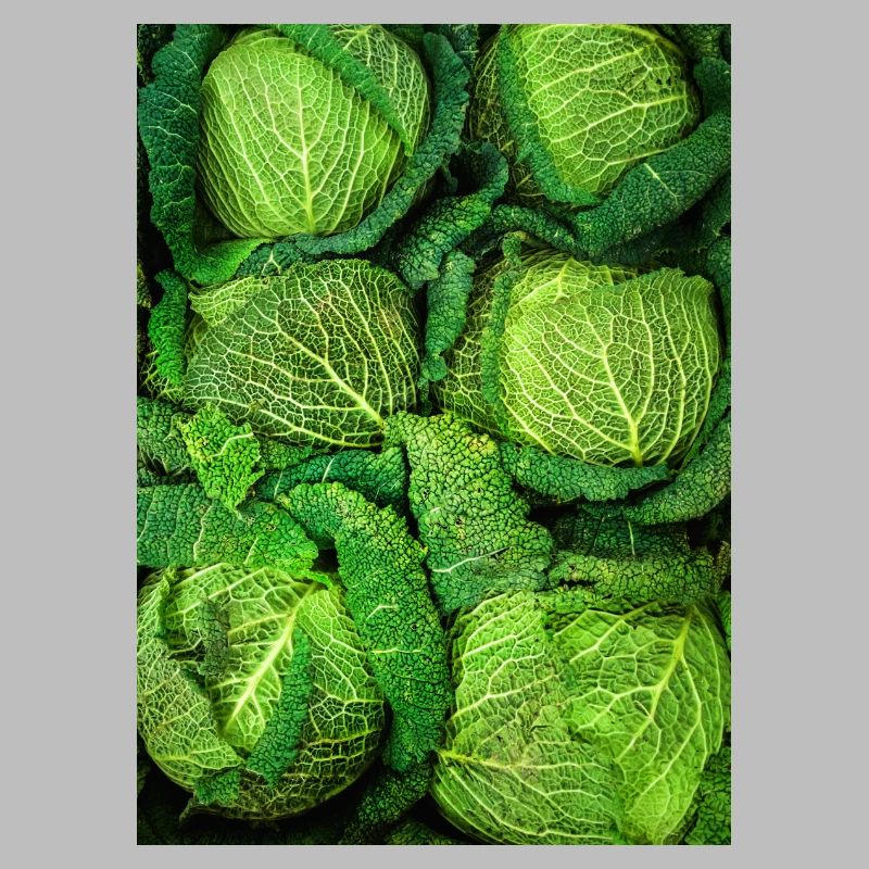 Cabbage Cabbage