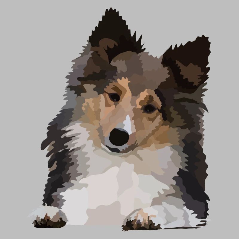 Dani, le Sheltie