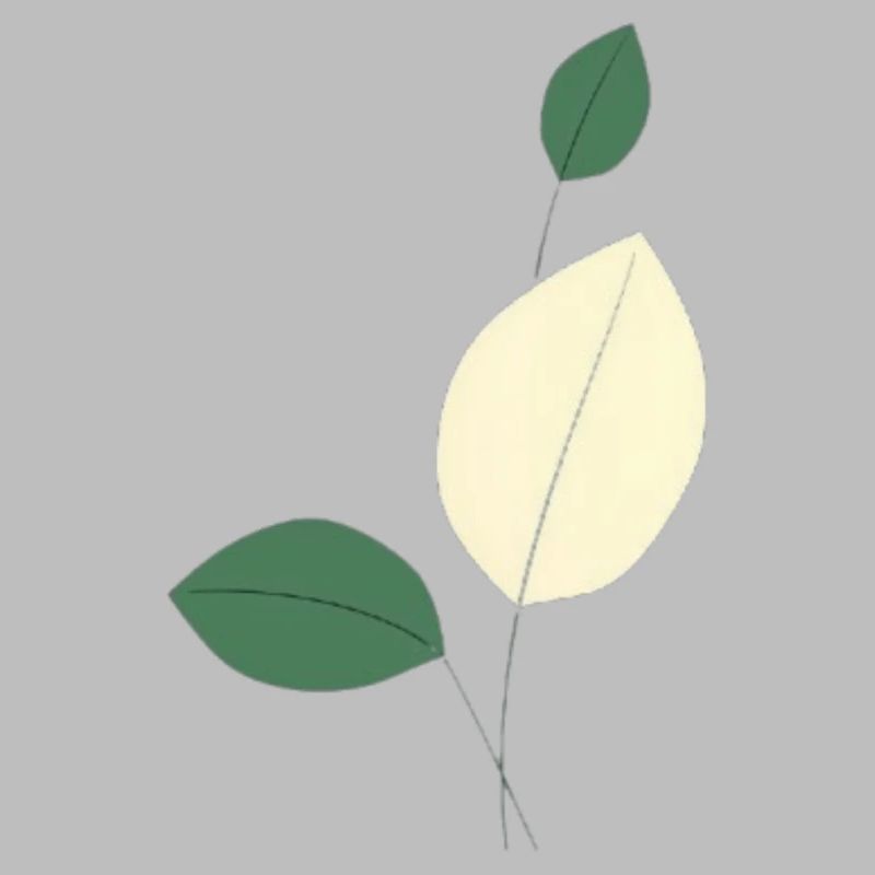 Minimalist leaf study nature
