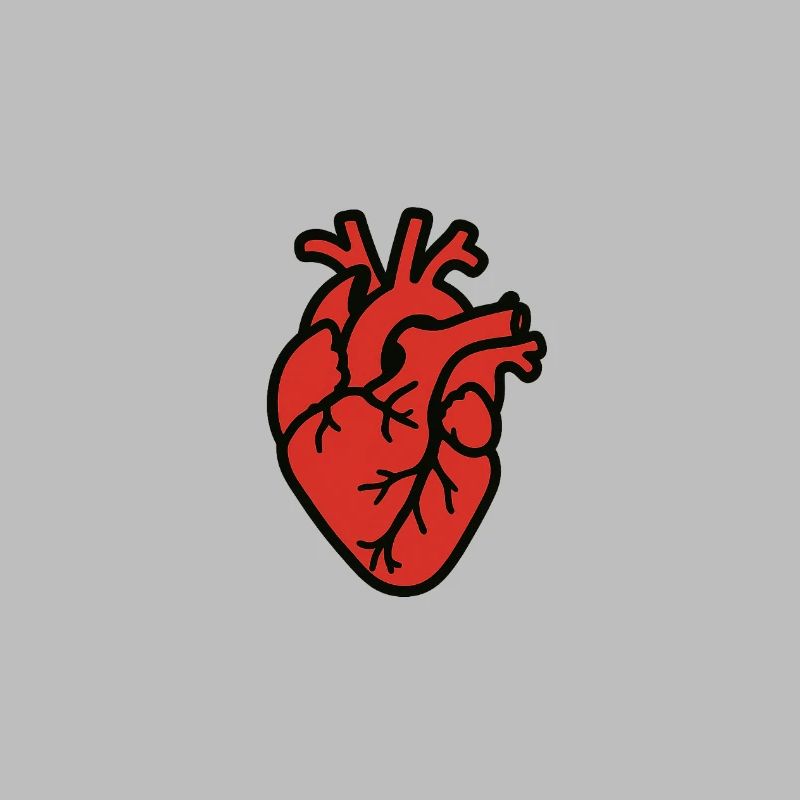 cuore_anatomico