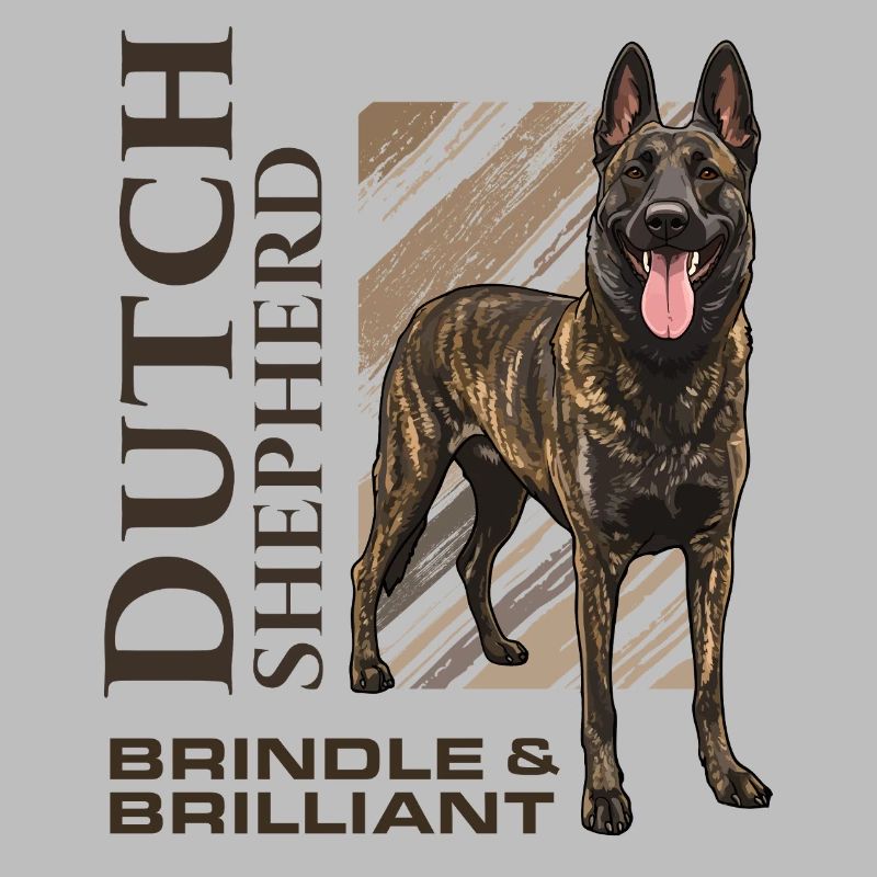 Dutch Shepherd – Dutchie