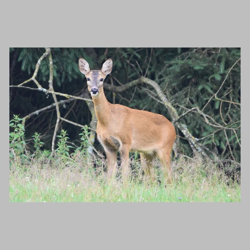 Forêt de cerfs