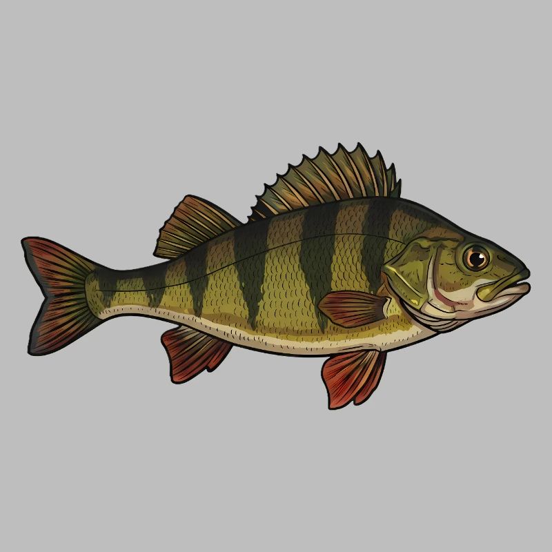 Realistic Perch Fish Vector