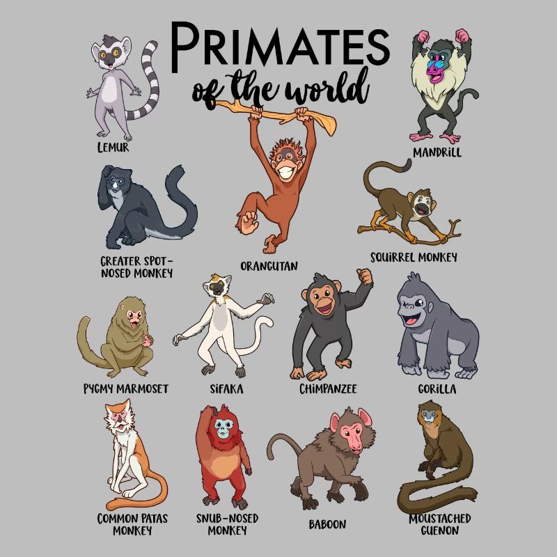 Différents singes - Types de primates