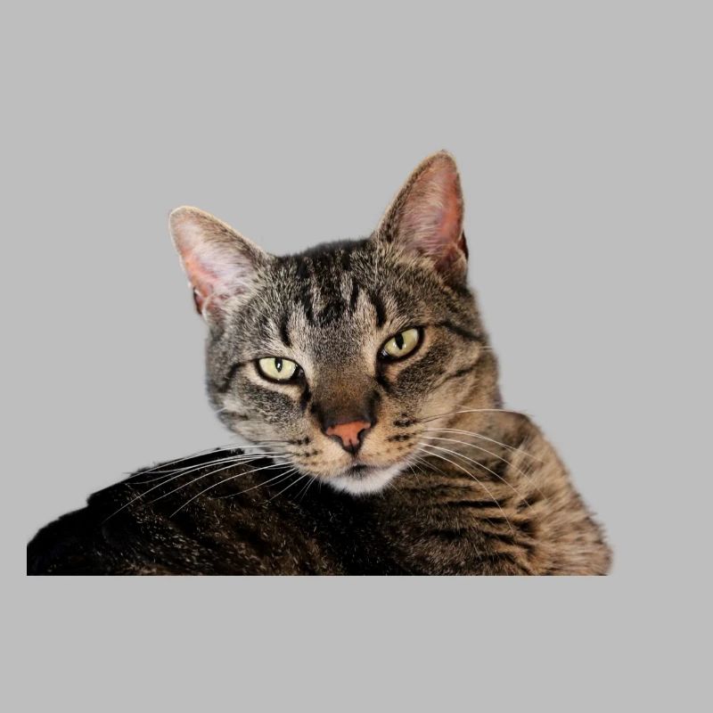 Katze Kätzchen