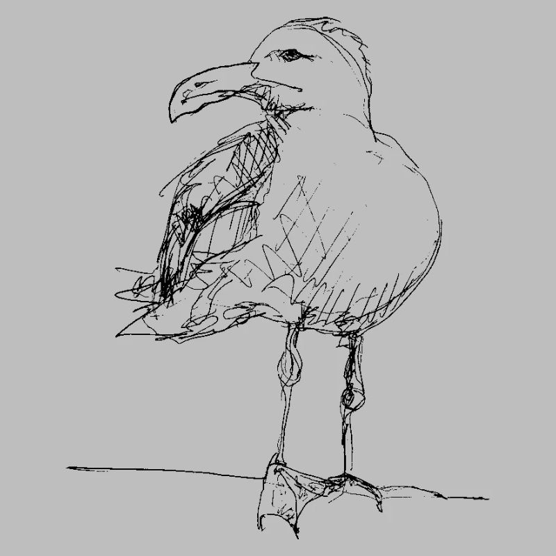 Möwe