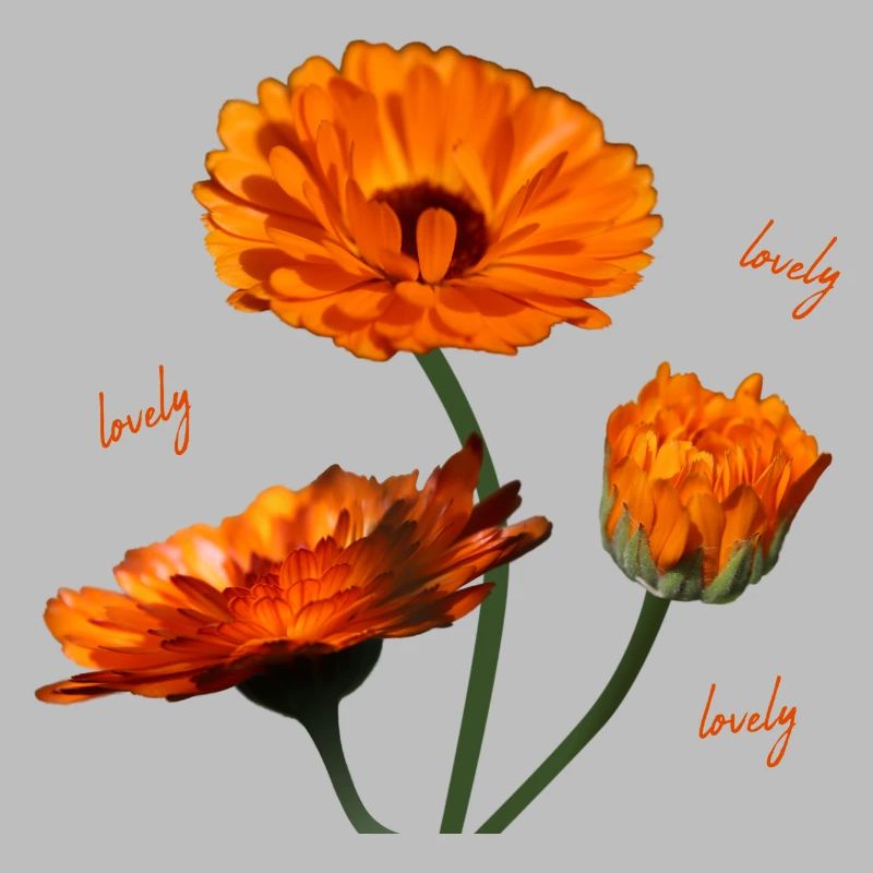 Ringelblumen Ringelblume orangene Blumen
