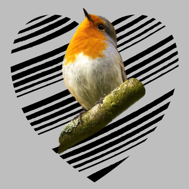 Rotkehlchen robin Erithacus rubecula