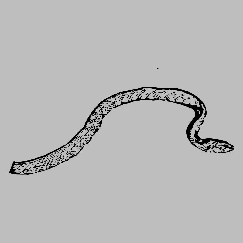 Snake Snakes