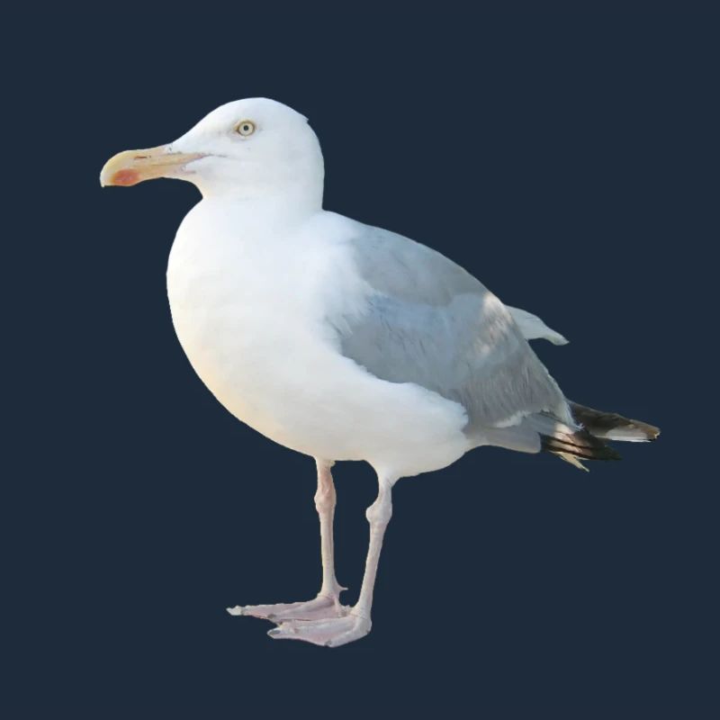 Möwe