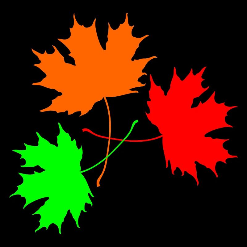 Tricolor Maple