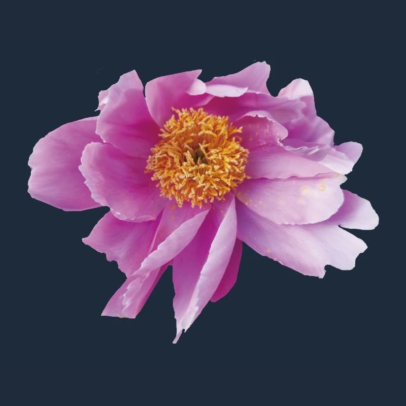 Peony_Dancing_in_Wind