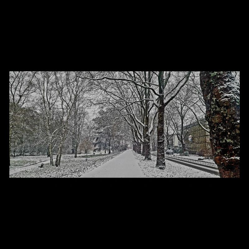Winterallee im Schneefall