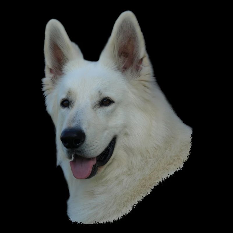 Weißer Schäferhundkopf