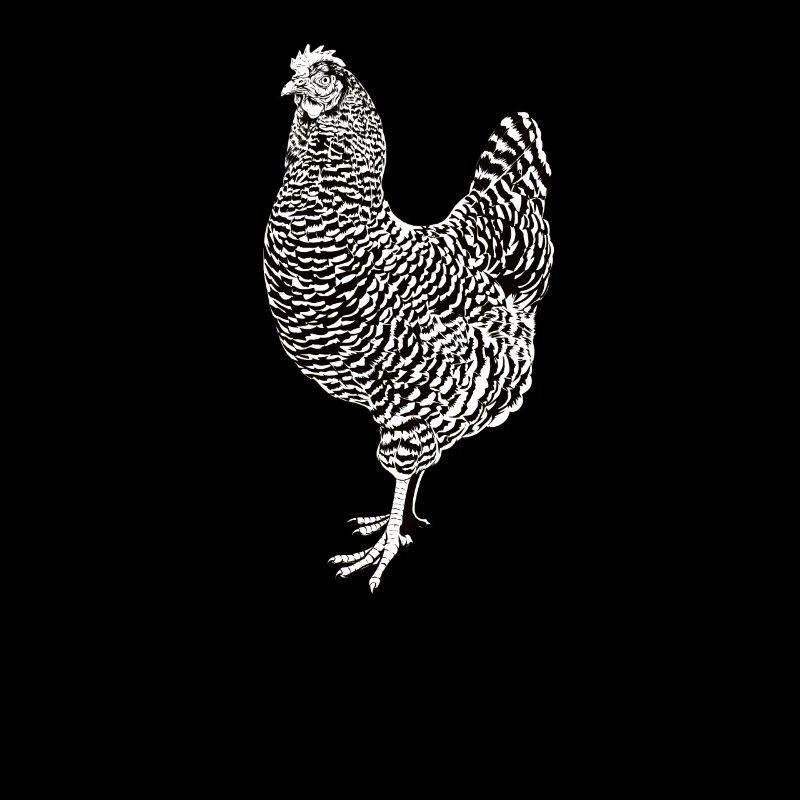 Schwarz-Weiß Zeichnung eines Amrock Huhn