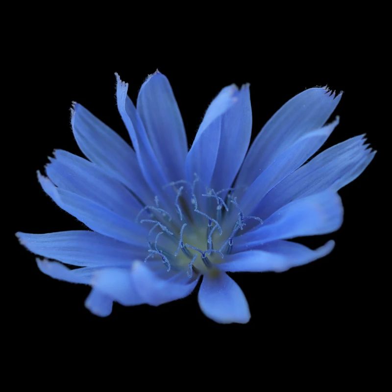 Gardien Fleur Bleue Chicorée Fleur Pourpre
