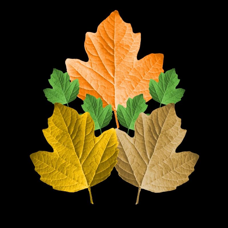 feuilles colorées d’un arbre dans le feuillage des feuilles d’automne