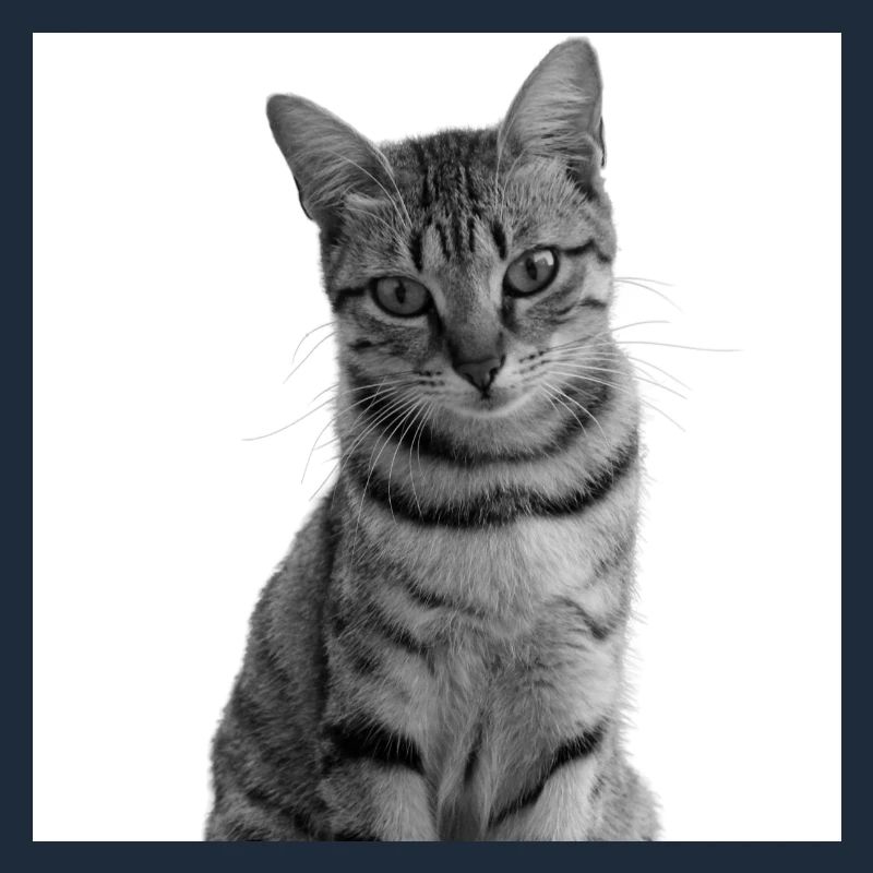 weiße Katze Katze weiß Katzen Geschenk