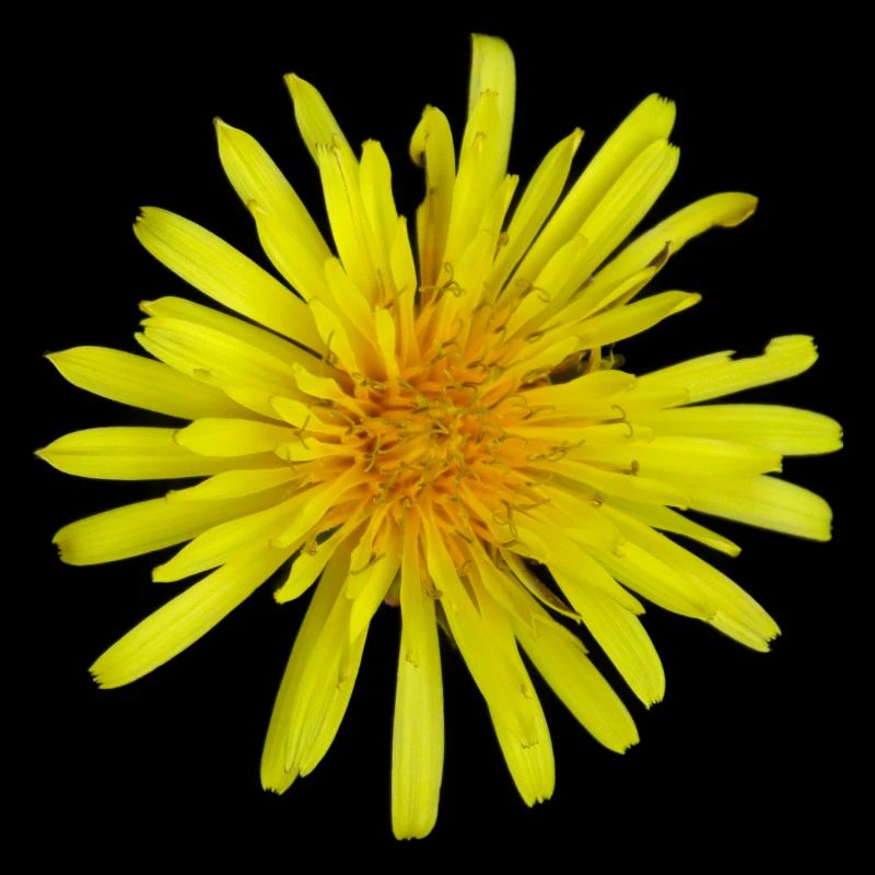 Meadow Pippau Dandelion