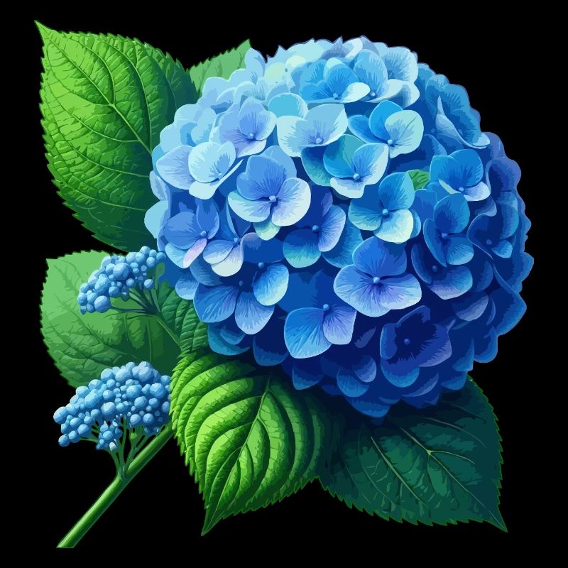 Hortensia bleu