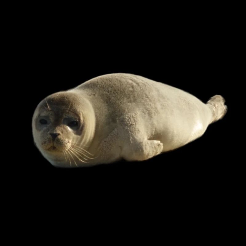 Chiot