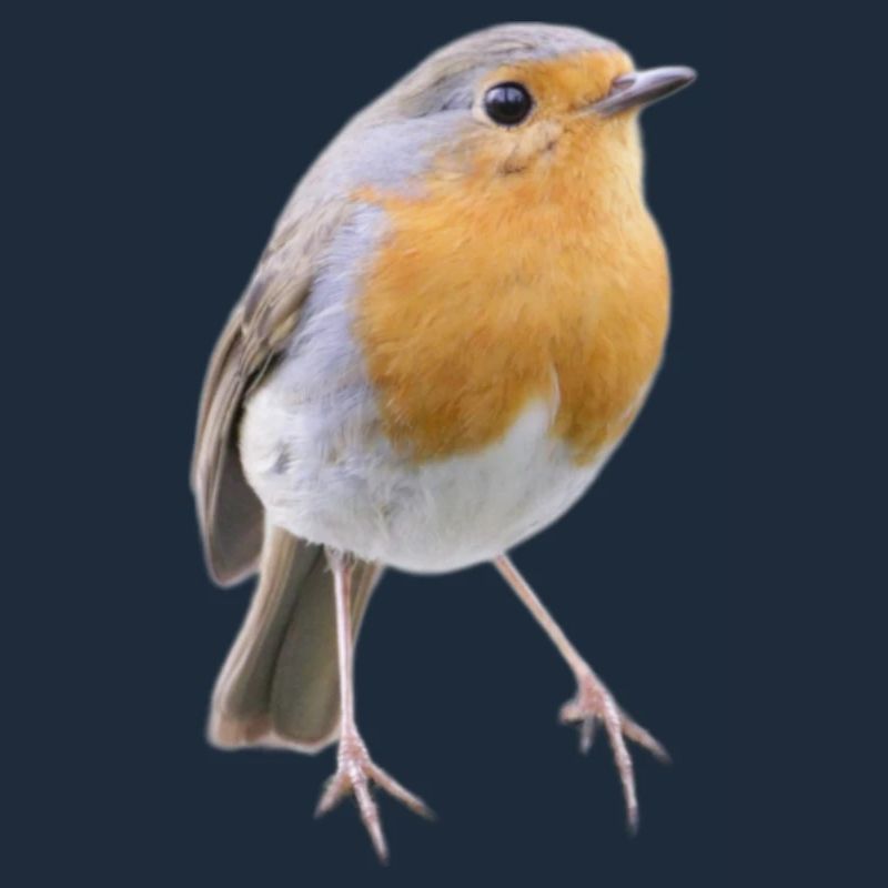 Robin Magic Cute Bird Nature Gift