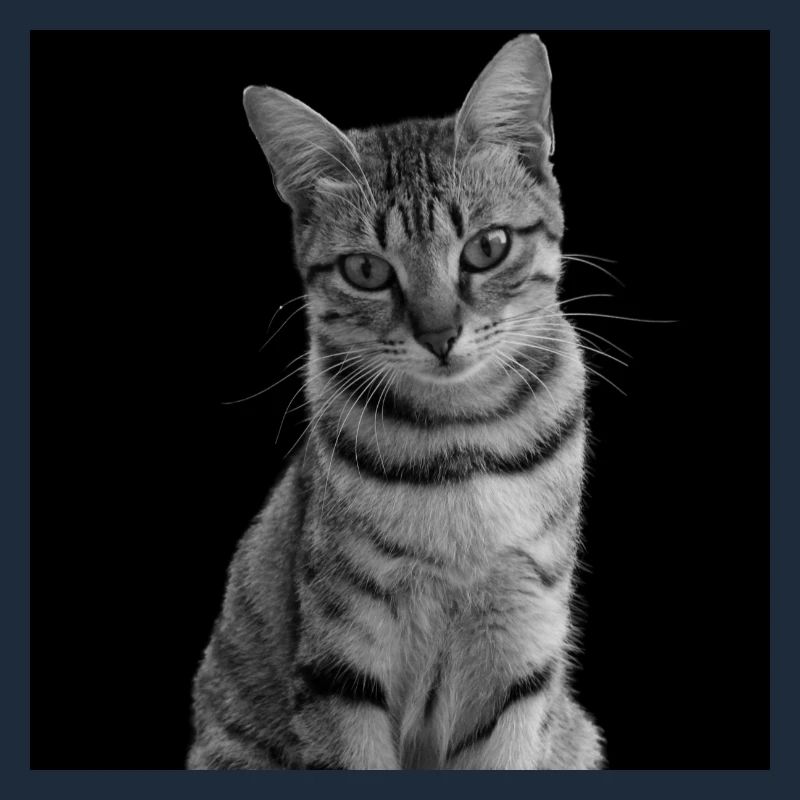 Chat blanc-noir Chat noir et blanc