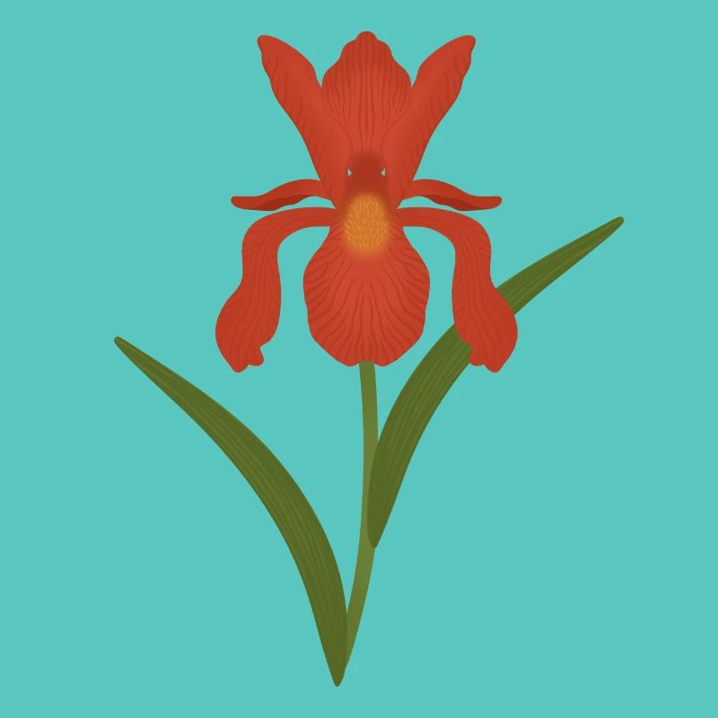 Iris Botanische Illustration