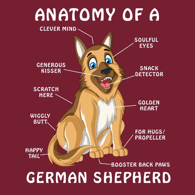 German Shepherd Anatomy