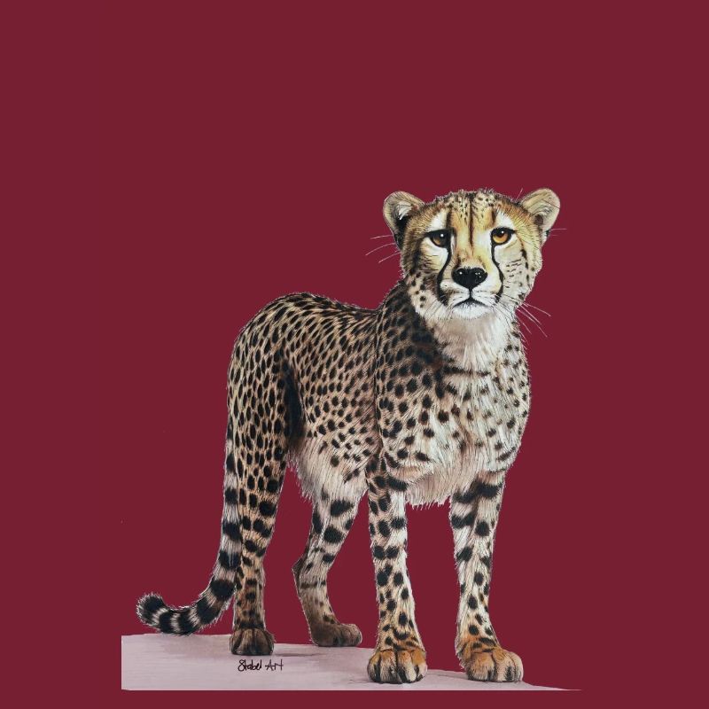 Cheetah - Gepard