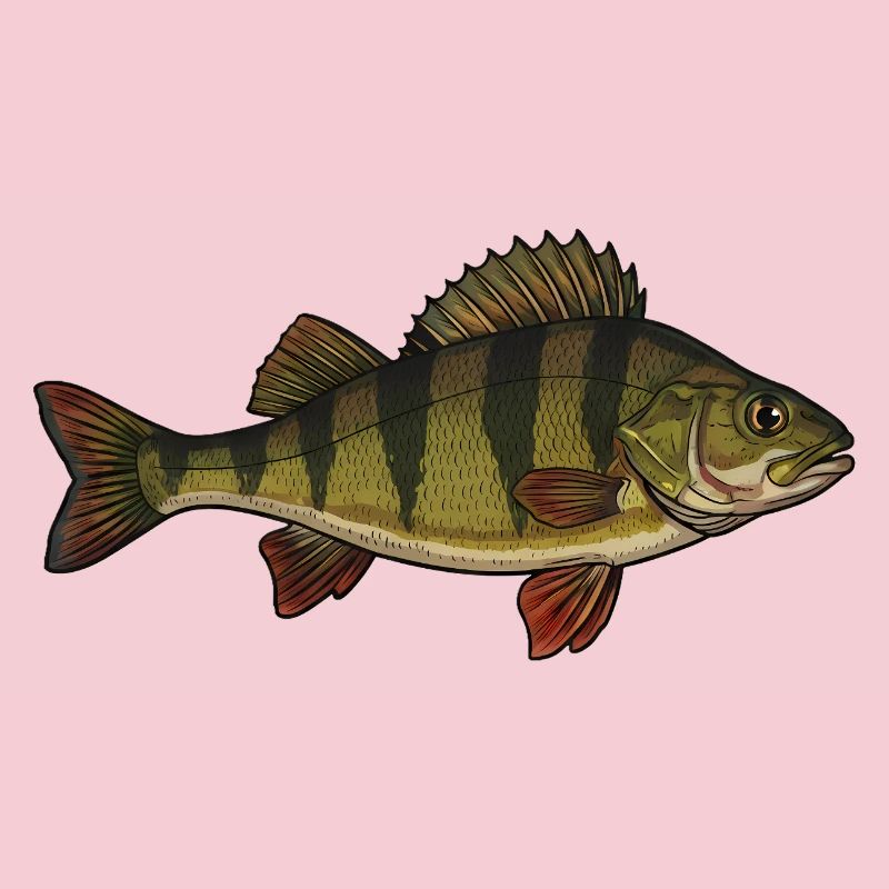 Realistic Perch Fish Vector