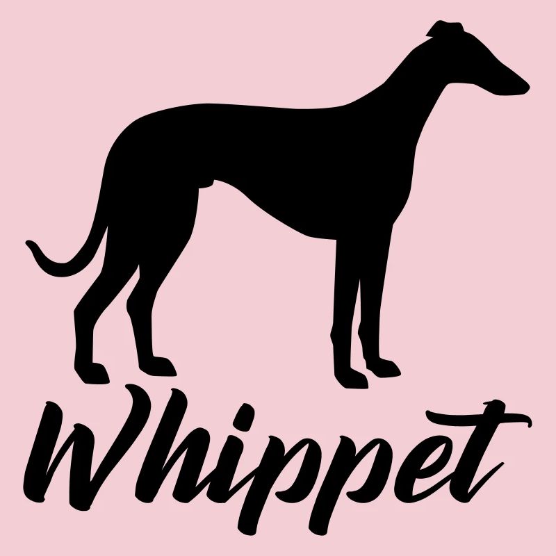 Whippet