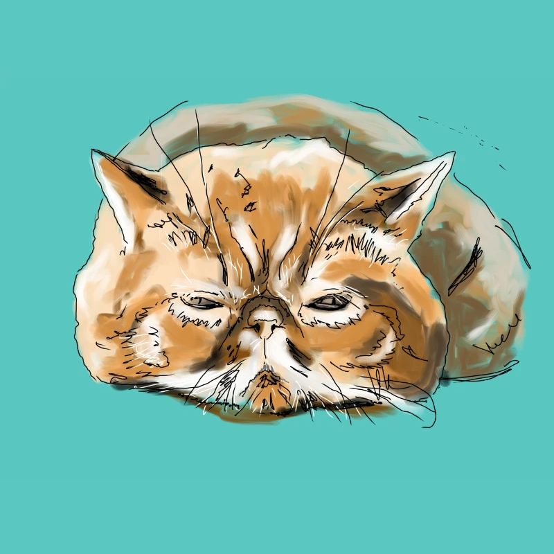 Chat persan